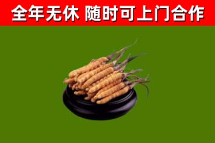 陇县回收冬虫夏草