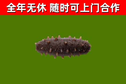 陇县回收海参干